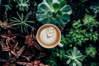 Creamy Cappuccino